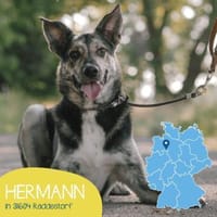 Gelehriger Hermann sucht seine Menschen, Hund zur Adoption