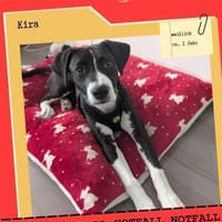 Vermittlungshilfe für KIRA, Hündin zur Adoption