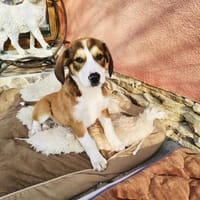 Ellie ein bezauberndes Mädchen, Hündin zur Adoption