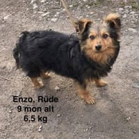 Enzo, 6,5 kg pure Freunde  und liebe, Hund zur Adoption