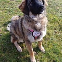 Inara sucht ihre Menschen 🫶❤🫶, Hündin zur Adoption