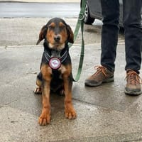 Floyd sucht sein Für-Immer-Zuhause 🐾❤, Hund zur Adoption