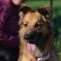 Dani ♥, Hündin zur Adoption