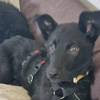 Soley-wartet in 51469 Bergisch Gladbach, Hündin zur Adoption