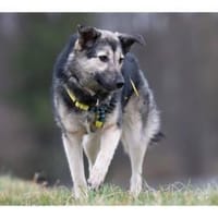 Quenya - wartet in 99610 Sömmerda, Hündin zur Adoption