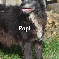 PAPI, Hund zur Adoption