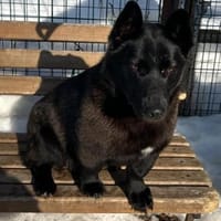 MILLIE - startklar !, Hündin zur Adoption