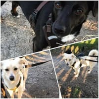 Luna und Muna suchen ein Zuhause, Hündin zur Adoption