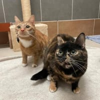 Sunny u. Phönix, Kater zur Adoption