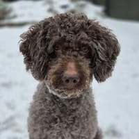 Caillou - ist verspielt&verschmust, Hund zur Adoption