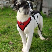 Marcy ein super liebes Mädchen, Hündin zur Adoption