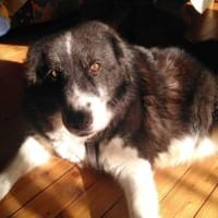 Traumhündin Gracia hofft auf ihre Chance, Hündin zur Adoption