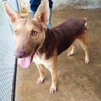 Tom in der Tierherberge Donzdorf, Hund zur Adoption