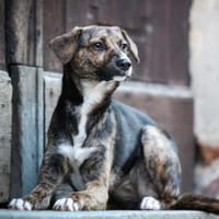 Aida-wartet in 96178 Pommersfelden, Hündin zur Adoption