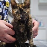 Mora - Kleine Schnurri sucht Familie, Katze zur Adoption