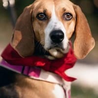 NICOLETTA - auf Pflegestelle in Bayern, Hündin zur Adoption