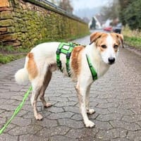 Shadow - taut immer mehr auf, Hund zur Adoption