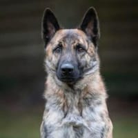 Misha - clever&aufgeschlossen, Hund zur Adoption