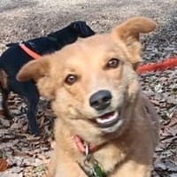 MEGGY sucht Körbchen, Hündin zur Adoption