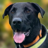 NICKI sucht jemanden mit Hundeerfahrung., Hund zur Adoption