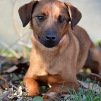 Freundlicher Pinschermischling Willi, Hund zur Adoption