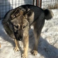 BROWNIE - startklar !, Hund zur Adoption