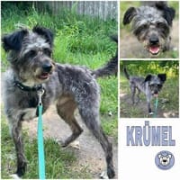 KRÜMEL -Terriermix auf 3 Pfoten-, Hund zur Adoption