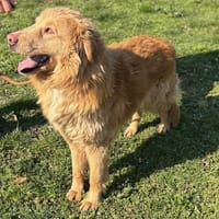 Sanftet Golden Retrievermischling, Hund zur Adoption