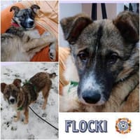 FLOCKI * liebt seine Hundefreunde, Hund zur Adoption