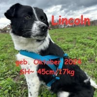 Lincoln - unser Pandajunge, Hund zur Adoption