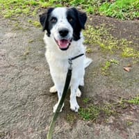 Nico - ein echter -one-man-dog-, Hund zur Adoption