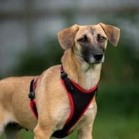 Fröhliche Lika sucht ihr Zuhause, Hündin zur Adoption