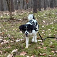 Duke sucht ein aktives Zuhause, Hund zur Adoption