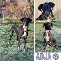 ADJA -Super lieb, fröhlich & aktiv-, Hündin zur Adoption