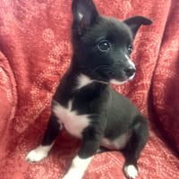 Fenja ein kleine Zaubermaus, Hündin zur Adoption