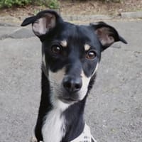 Levi, ein wunderbarer Partner fürs Leben, Hund zur Adoption