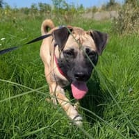 Coca aus RO, in DE 79238 Ehrenkirchen, Hündin zur Adoption