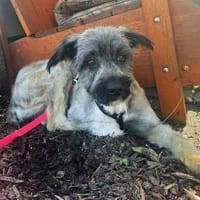 Alma - liebevolle junge Hündin, Hündin zur Adoption