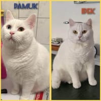 Ipek und Pamuk suchen neues Zuhause, Kater zur Adoption