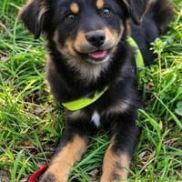 zarte  kleine Motte 🥰, Hündin zur Adoption