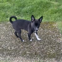 Chihuahua Mix Frodo sucht Körbchen, Hund zur Adoption