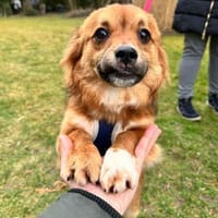 HONEY  sucht ihr Für-immer-Zuhause, Hündin zur Adoption