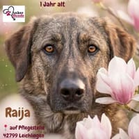 Die liebe 💕Raija 💕sucht ihre Menschen, Hündin zur Adoption