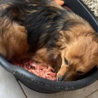 Licas ❤ sucht seinen Engel, Hund zur Adoption