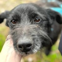 Pumba ❤ Senior sucht Körbchen, Hund zur Adoption