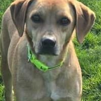 Fitz (zur Pflege in 59423 Unna), Hund zur Adoption