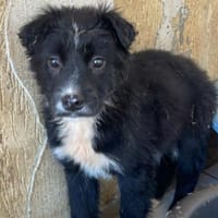 Unique ❤ kleines Welpenmädchen, Hündin zur Adoption