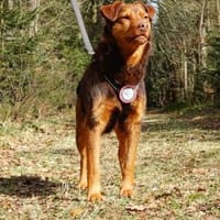 Karlisucht sein Körbchen, Hund zur Adoption