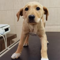 Coniac, Hund zur Adoption