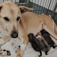 Leni - liebe Hündin (20257 HAMBURG), Hündin zur Adoption